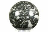 Polished Marine Fossil Sphere #371235-1
